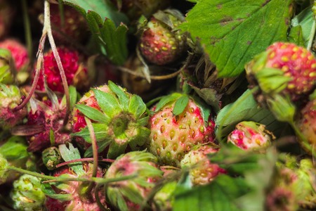 Forest summer red wild sweet strawberries berriesの写真素材
