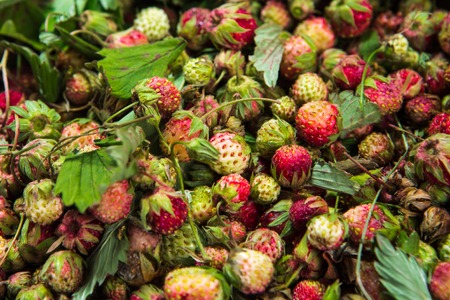 Forest summer red wild sweet strawberries berries の写真素材