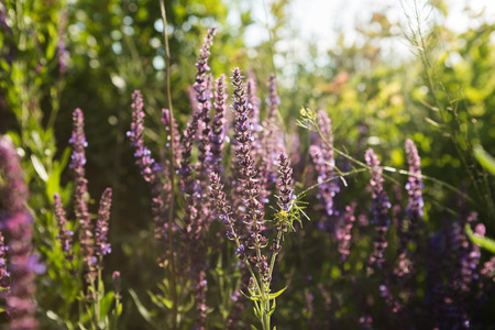 Lavender floral の写真素材