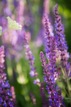 Lavender floral の写真素材