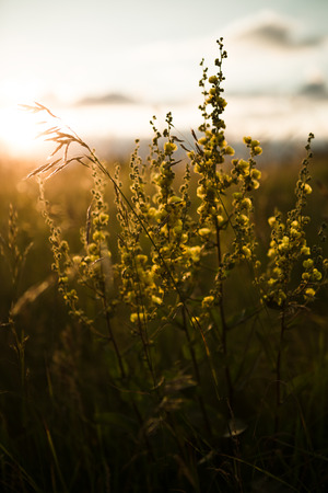 Close up sunhemp plantation in Thailandの写真素材