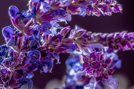 Wild lavender in the spring a young fieldの写真素材