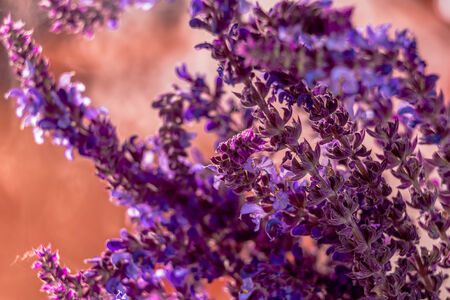 Wild lavender in the spring a young fieldの写真素材