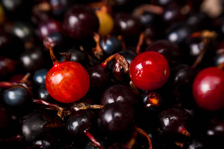 blackcurrant backgroundの写真素材