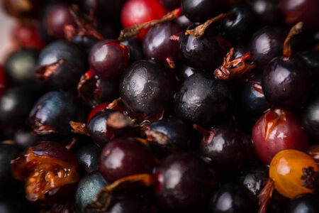 blackcurrant backgroundの写真素材