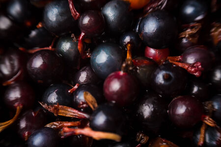 blackcurrant backgroundの写真素材