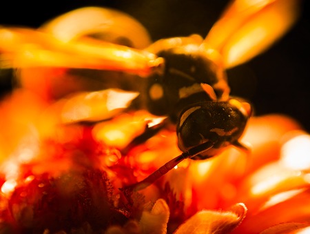 Wasp close upの写真素材