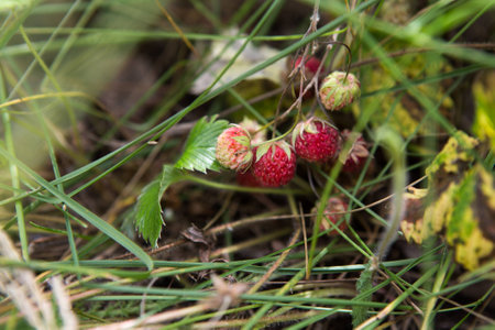 Wild strawberryの写真素材
