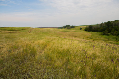 field of spring grass and  forestの写真素材
