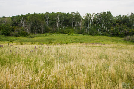 field of spring grass and  forestの写真素材
