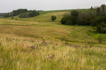 field of spring grass and  forestの写真素材