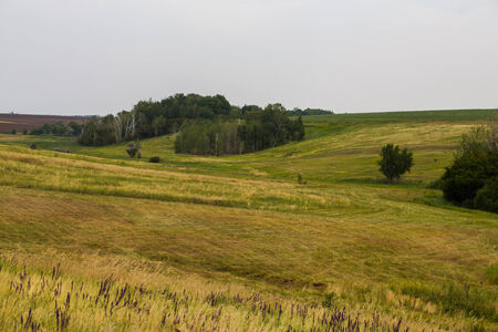 field of spring grass and  forestの写真素材