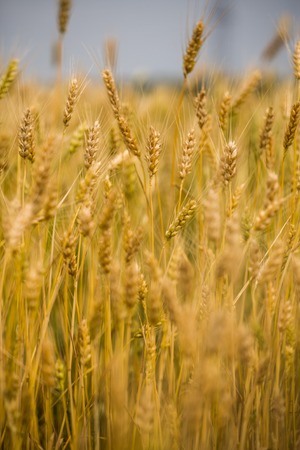 Wheat Fieldの写真素材