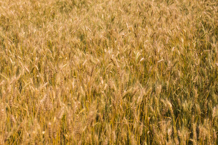 Wheat Fieldの写真素材