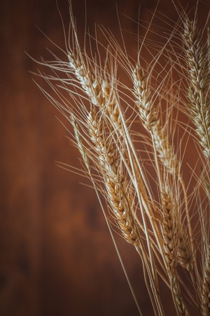 Rye spikelets on wooden backgroundの写真素材