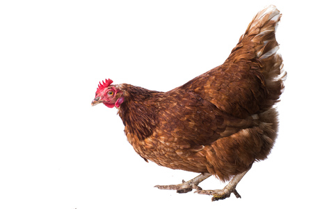 Chicken - isolatedの写真素材