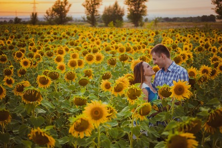 Portrait of Young adult  loving couple embracing and kissing in green and yellow agricultural sunflower field or meadow の写真素材