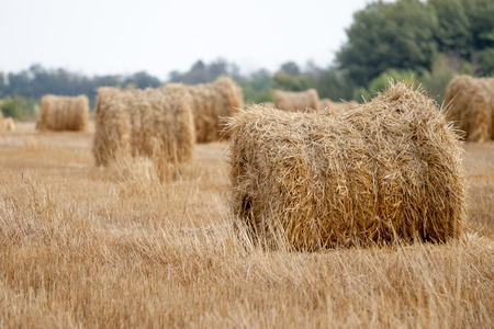 Hay bale or sheafの写真素材