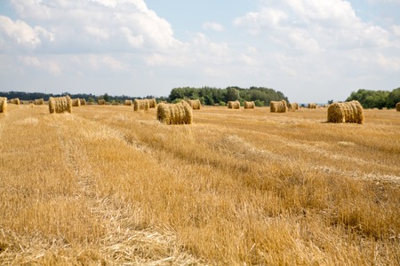 Hay bale or sheafの写真素材