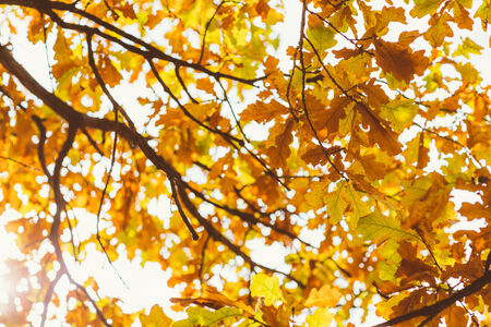 Bright colorful leaves on the  branches in the autumn forest.の写真素材