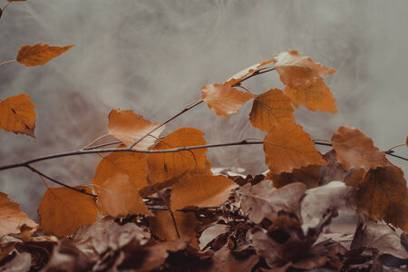 Abstract autumn background with birch leavesの写真素材