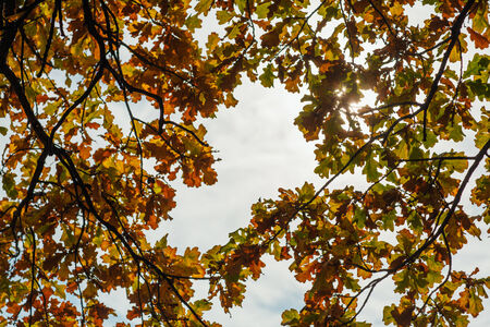 Tree branch with autumn leaves.  Autumn background.の写真素材