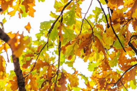 Tree branch with autumn leaves.  Autumn background.の写真素材