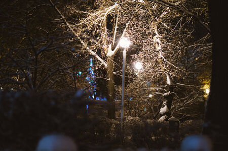 Evergreens at snowy winter park in the  night.の写真素材