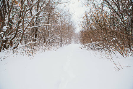 Winter nature. Russian  country landscapeの写真素材