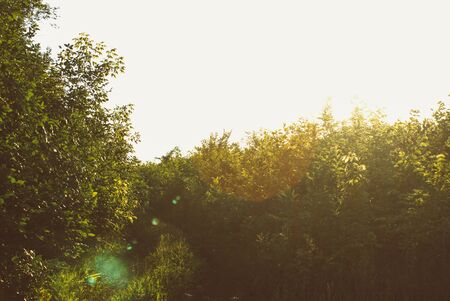 Field of grass,blue sky  and sun.