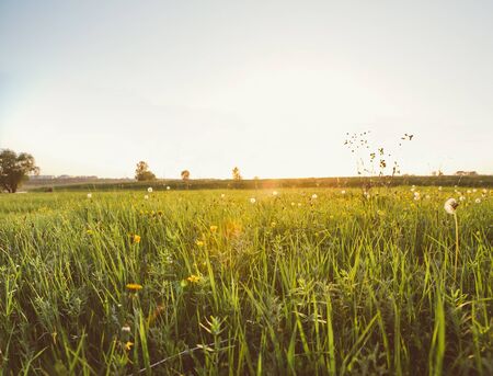 Summer field with dandelions  and sun in blue sky.