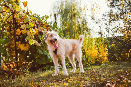 Running dog in a green meadow  outdoorの写真素材