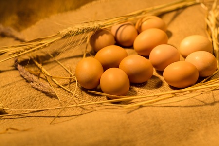 Eggs in the nest on sacking
