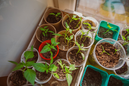 Agriculture, Seeding, Plant seed  growing concept  selective focusの写真素材