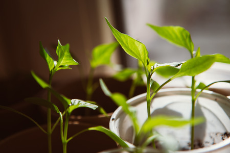 Agriculture, Seeding, Plant seed  growing concept  selective focusの写真素材