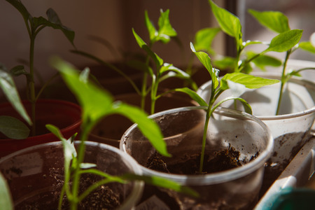 Agriculture, Seeding, Plant seed  growing concept  selective focusの写真素材