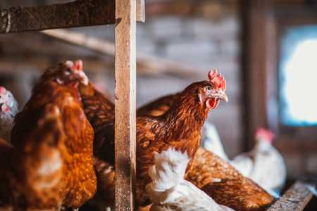 chickens in the  coop selective focus with blured backgroundの写真素材