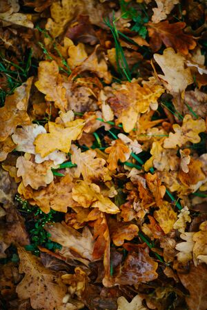 design background with autumn recent  colorful leavesの写真素材