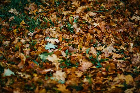 design background with autumn recent  colorful leavesの写真素材