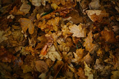design background with autumn recent  colorful leavesの写真素材