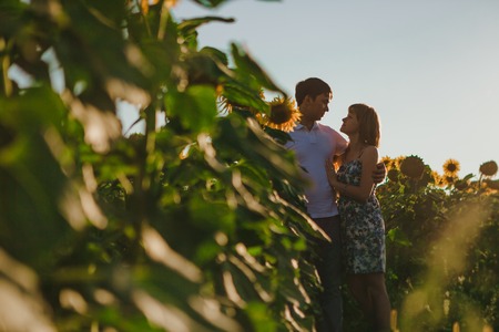 Romantic couple standing  and kissing on background summer meadow sunflower  sunsetの写真素材