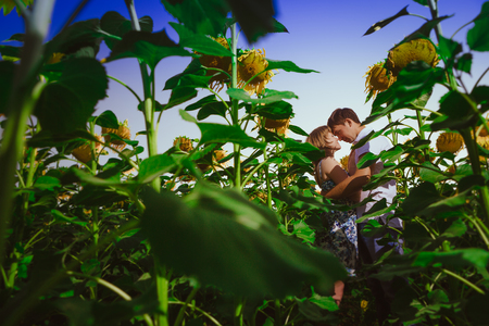 Romantic couple standing  and kissing on background summer meadow sunflower  sunsetの写真素材