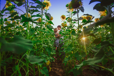Romantic couple standing  and kissing on background summer meadow sunflower  sunsetの写真素材