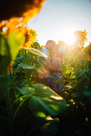 Romantic couple standing  and kissing on background summer meadow sunflower  sunsetの写真素材