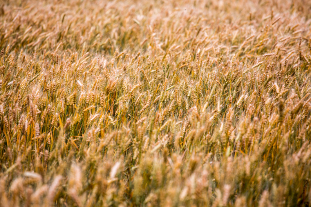 summer yellow field of wheat ready  to be harvested.の写真素材