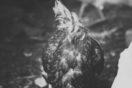 black and white photo hen is pecking  grain on the whitey  groundの写真素材