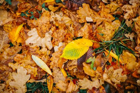 Several large leaves on  the background with autumn recent colorful foliageの写真素材