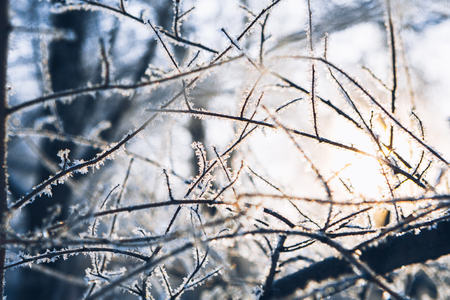 Beautiful tree branches in  hoarfrost in the winter on a blurred background sunの写真素材