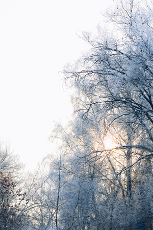 Beautiful  tree branches in the frost on the background of the winter forestの写真素材