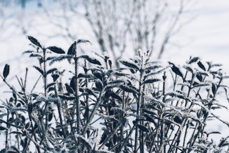 beautiful  branch bush leaves in the frost on the background of the winter forestの写真素材